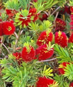 Bottle Brush Plant Paint By Numbers