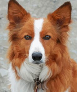 Brown Welsh Sheepdog Puppy Paint By Numbers