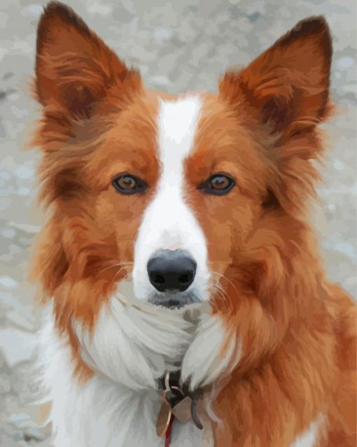 Brown Welsh Sheepdog Puppy Paint By Numbers