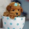 Brown Puppy In Teacup Paint By Numbers