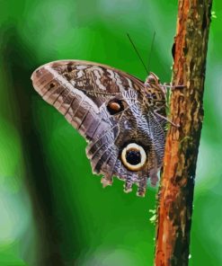 Butterfly Owl Paint By Numbers