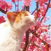 Cat In Cherry Tree Paint By Numbers