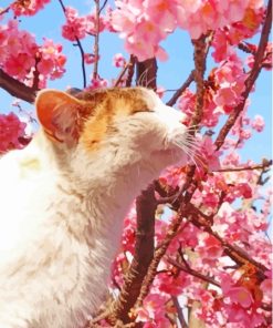 Cat In Cherry Tree Paint By Numbers