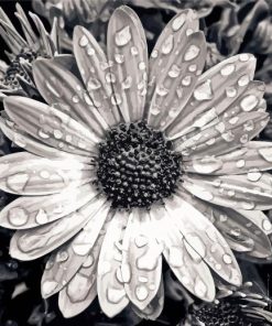 Daisy Water Drops Paint By Numbers