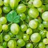 Green Gooseberry Fruit Paint By Numbers