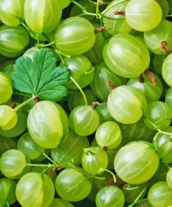 Green Gooseberry Fruit Paint By Numbers