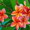 Orange Frangipani Flowers Paint By Numbers