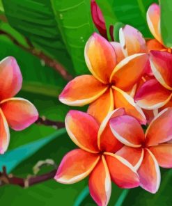 Orange Frangipani Flowers Paint By Numbers