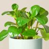 Peperomia Paint By Numbers