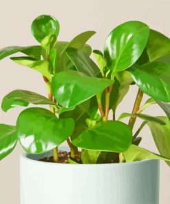 Peperomia Paint By Numbers