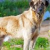 Anatolian Shepherd Dog Paint By Numbers