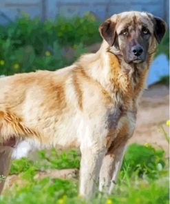 Anatolian Shepherd Dog Paint By Numbers