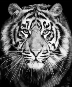 Black And White Tiger Paint By Numbers