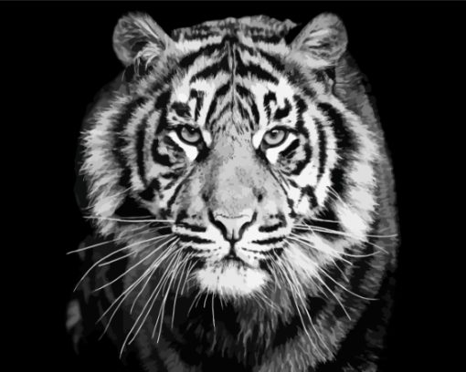 Black And White Tiger Paint By Numbers