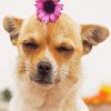 Chihuahua With Flower Paint By Numbers