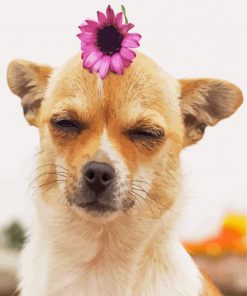 Chihuahua With Flower Paint By Numbers