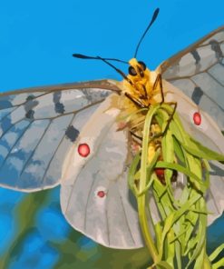 Clodius Parnassian White Butterfly Paint By Numbers