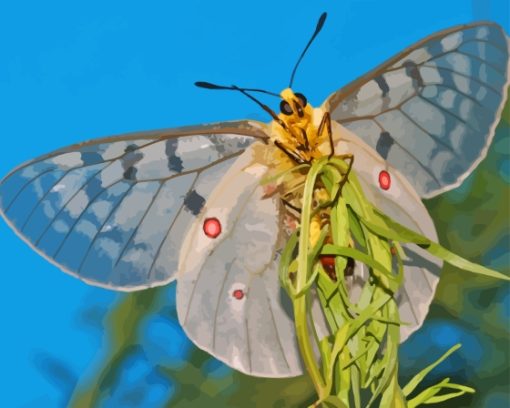 Clodius Parnassian White Butterfly Paint By Numbers