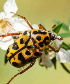 Close Up Chafer Scarab Paint By Numbers