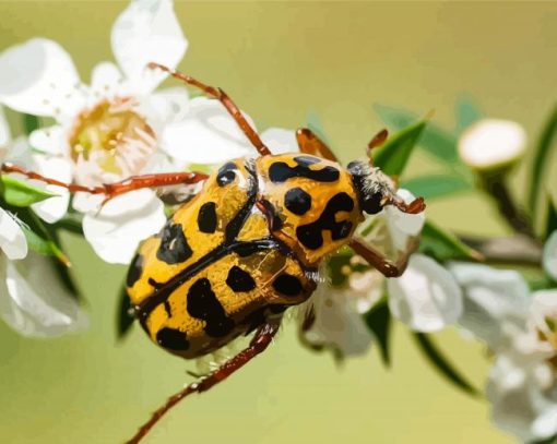 Close Up Chafer Scarab Paint By Numbers