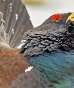 Close Up Western Capercaillie Bird Paint By Numbers