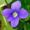 Common Blue Violet Plant Flower Paint By Numbers