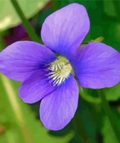 Common Blue Violet Plant Flower Paint By Numbers