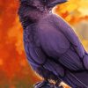 Common Raven Bird Paint By Numbers