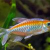 Congo Tetra Fish Paint By Numbers