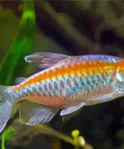 Congo Tetra Fish Paint By Numbers