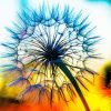 Dandelion Plant Sunset Paint By Numbers