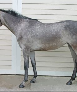 Dark grey Horse Paint By Numbers