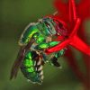 Euglossa Bazinga On Red Flower Paint By Numbers