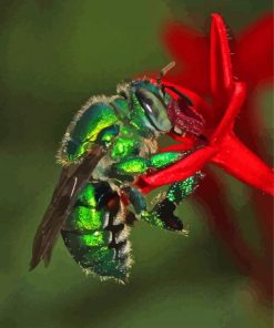 Euglossa Bazinga On Red Flower Paint By Numbers