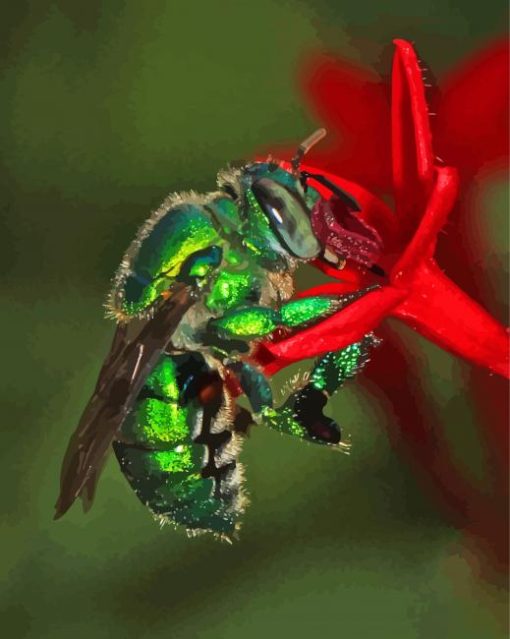 Euglossa Bazinga On Red Flower Paint By Numbers