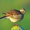 Eurasian Skylark Bird Paint By Numbers