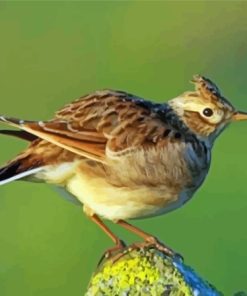 Eurasian Skylark Bird Paint By Numbers