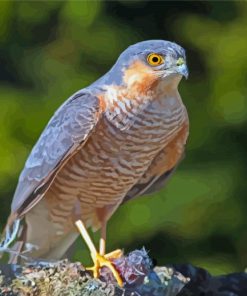 Eurasian Sparrowhawk Bird Paint By Numbers