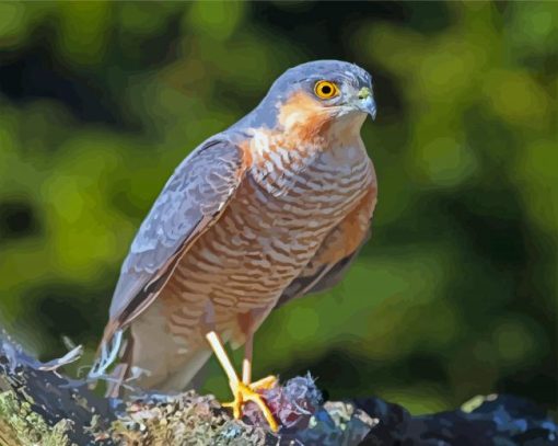 Eurasian Sparrowhawk Bird Paint By Numbers