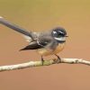 Fantail Bird Paint By Numbers