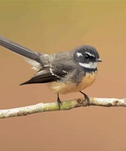 Fantail Bird Paint By Numbers