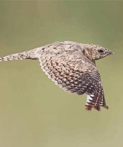 Flying Nightjars Paint By Numbers