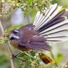 New Zealand Fantail Paint By Numbers