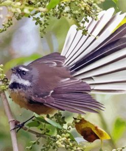 New Zealand Fantail Paint By Numbers