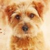 Norfolk Terrier Dog Art Paint By Numbers