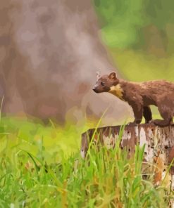 Pine Marten Paint By Numbers