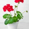 Red Geranium Flower In Pot Paint By Numbers