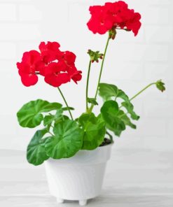 Red Geranium Flower In Pot Paint By Numbers