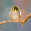 Silvereye Paint By Numbers