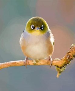 Silvereye Paint By Numbers